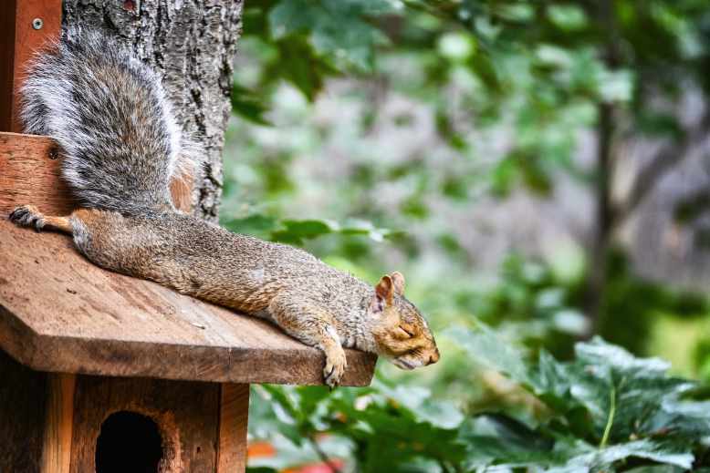 where do squirrels sleep at night