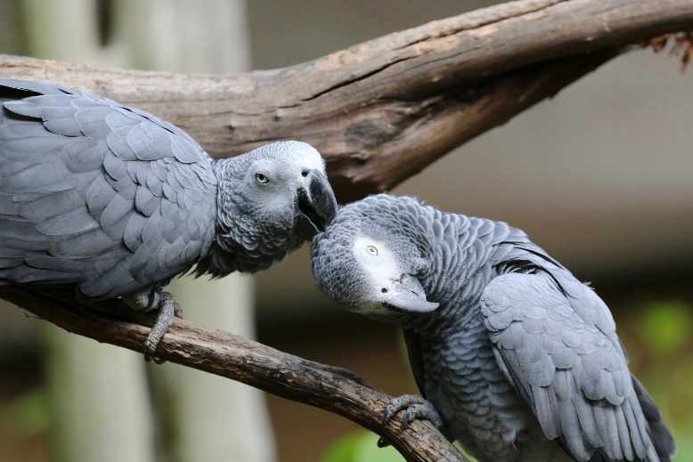 Preventive care for an African Grey pet