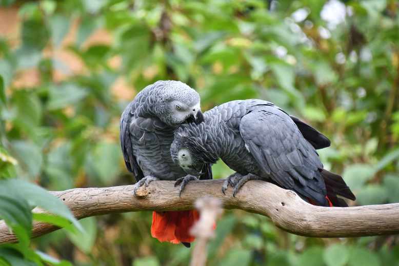 african grey care guide