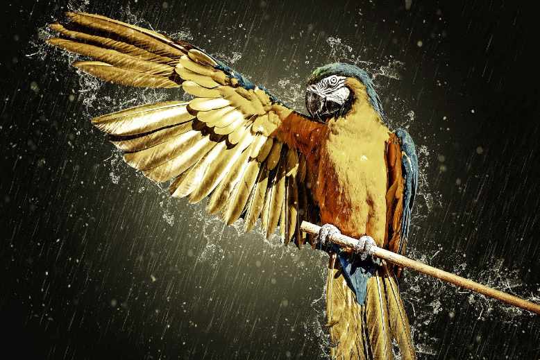Can you give your parrot a shower